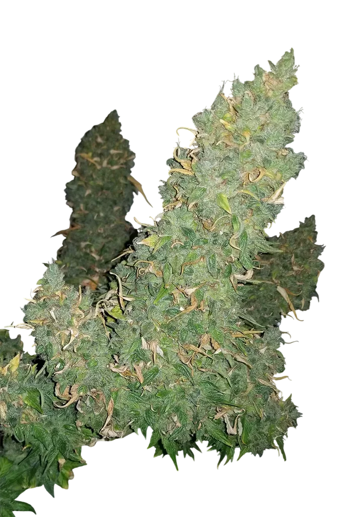 Heisenberg Special Auto | AUTOFEM | Mephisto Genetics