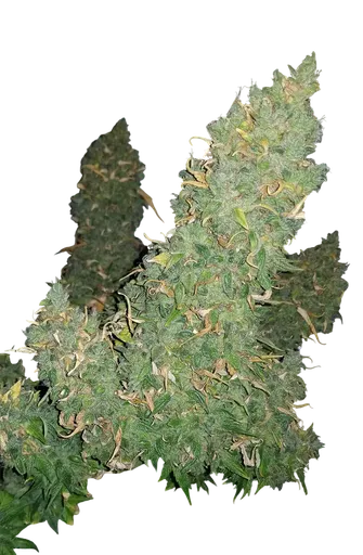 Heisenberg Special Auto
