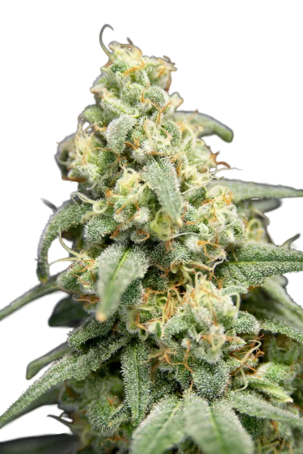 Here Comes The Barb | PHOTOFEM | House of the Great Gardener