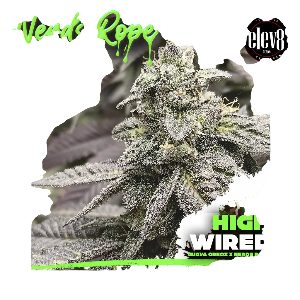 High Wired | PHOTOFEM | Elev8 Seeds