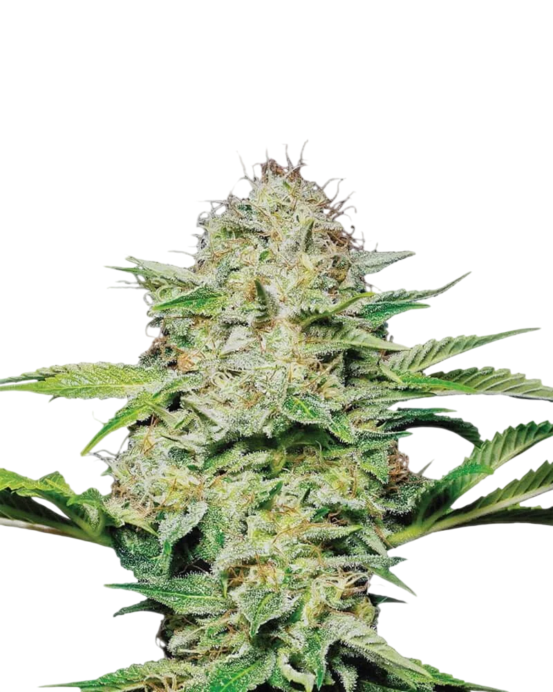 Hindu Kush | PHOTOFEM | Nirvana Seeds