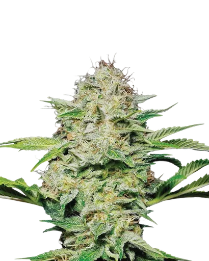Hindu Kush