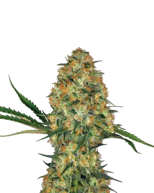Hindu Kush Auto | AUTOFEM | Nirvana Seeds