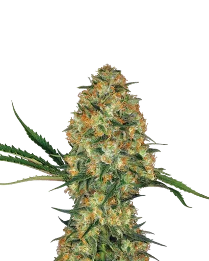 Hindu Kush Auto