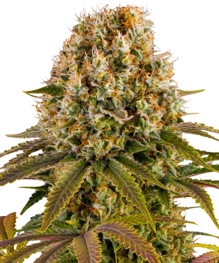 Strawberry Lemonade | PHOTOFEM | Barneys Farm