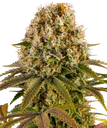Strawberry Lemonade | PHOTOFEM | Barneys Farm