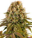 Strawberry Lemonade | PHOTOFEM | Barneys Farm