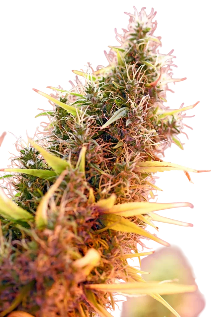Holy Grail | PHOTOREG | Mr. Nice Seedbank