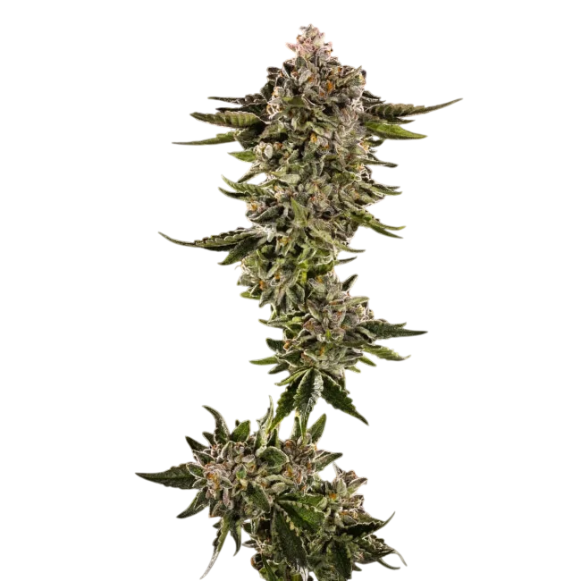 Honey Bird | PHOTOFEM | Trilogene Seeds