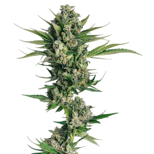 Honeycomb Chem | PHOTOFEM | Trilogene Seeds