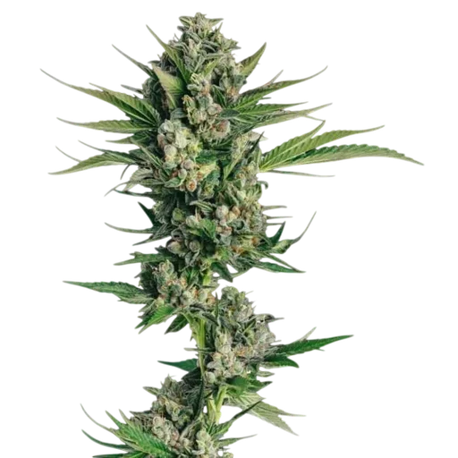 Honeycomb Chem