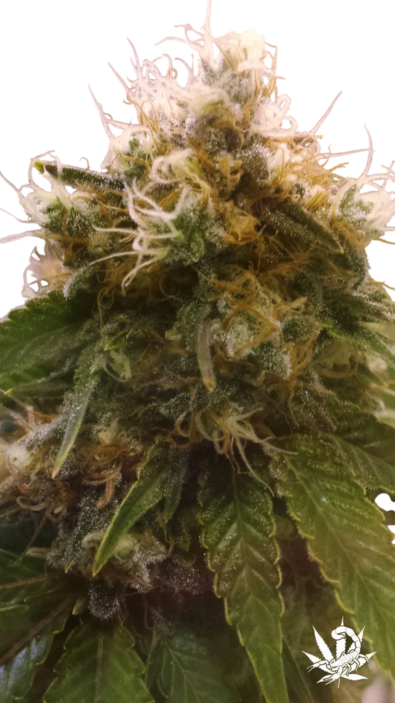 Honey OG | PHOTOFEM | BC Bud Depot