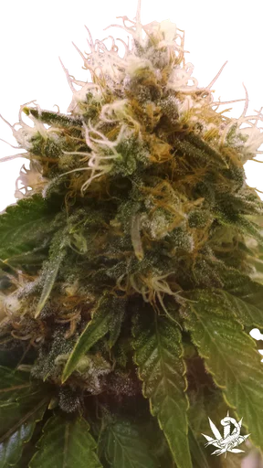 Honey OG