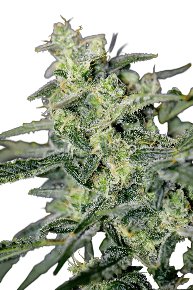 Hubbabubbahaze Auto | AUTOFEM | Mephisto Genetics