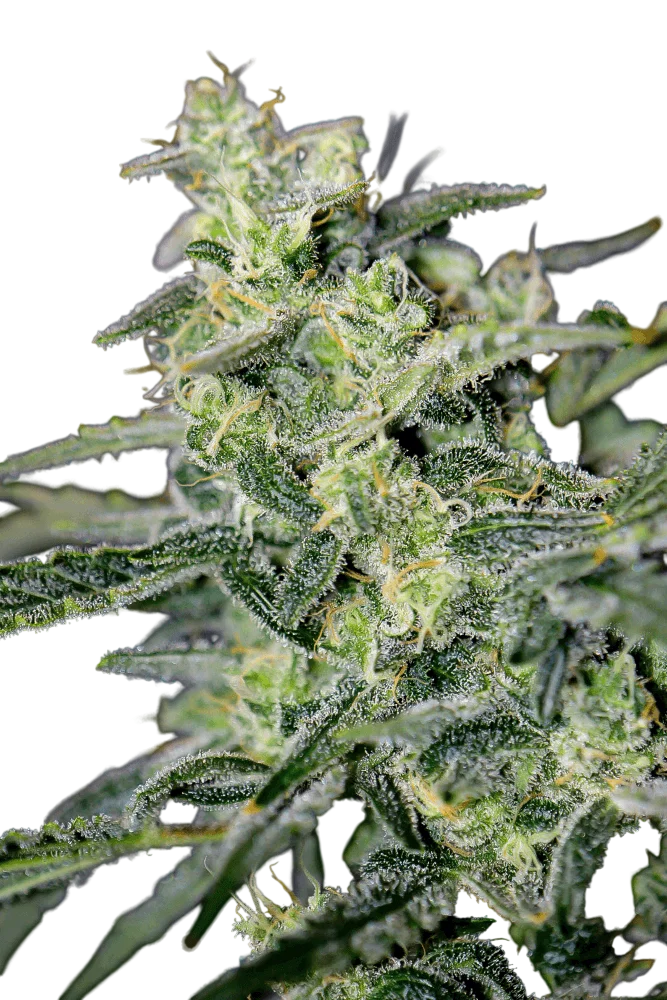 Hubbabubbahaze Auto | AUTOFEM | Mephisto Genetics