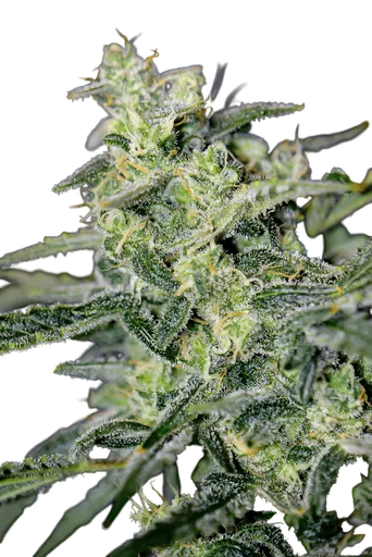 Hubbabubbahaze Auto
