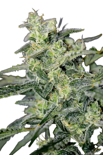 Hubbabubbahaze Auto