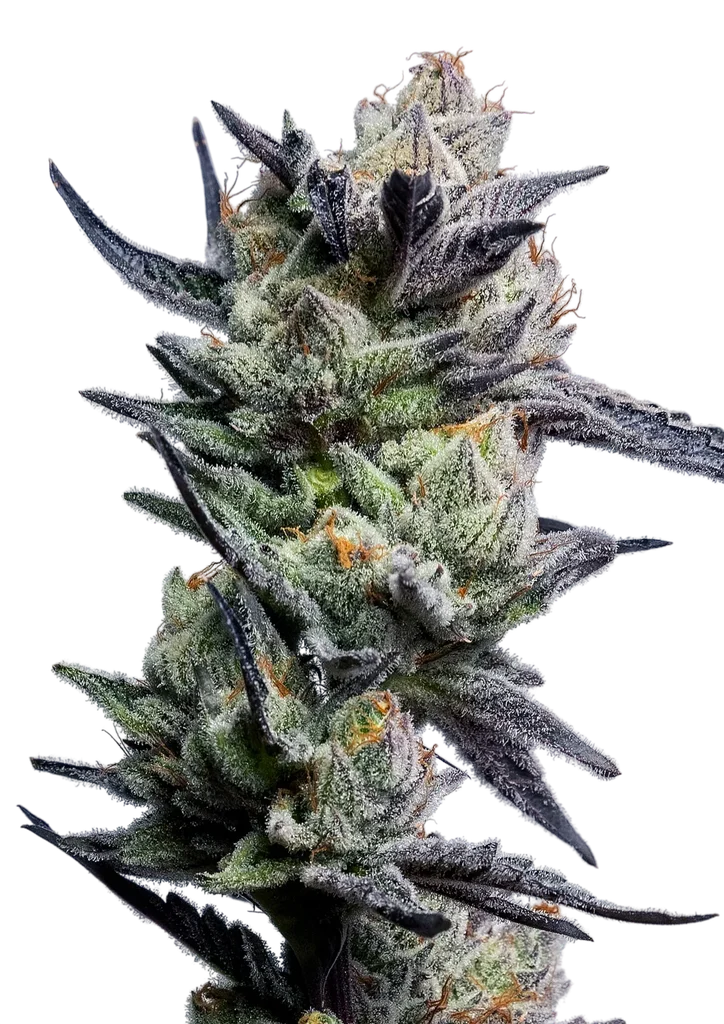 Huckleberry Punch – Produktansicht