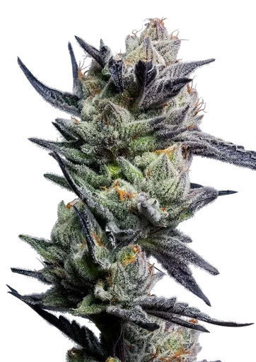 Huckleberry Punch