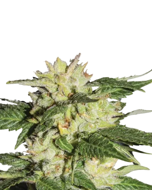 Ice Auto | AUTOFEM | Nirvana Seeds