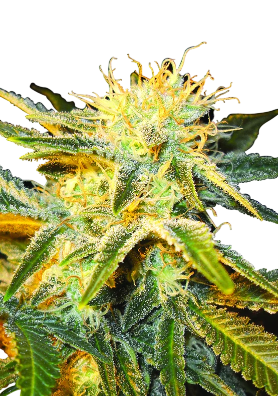 Ice | PHOTOREG | Nirvana Seeds