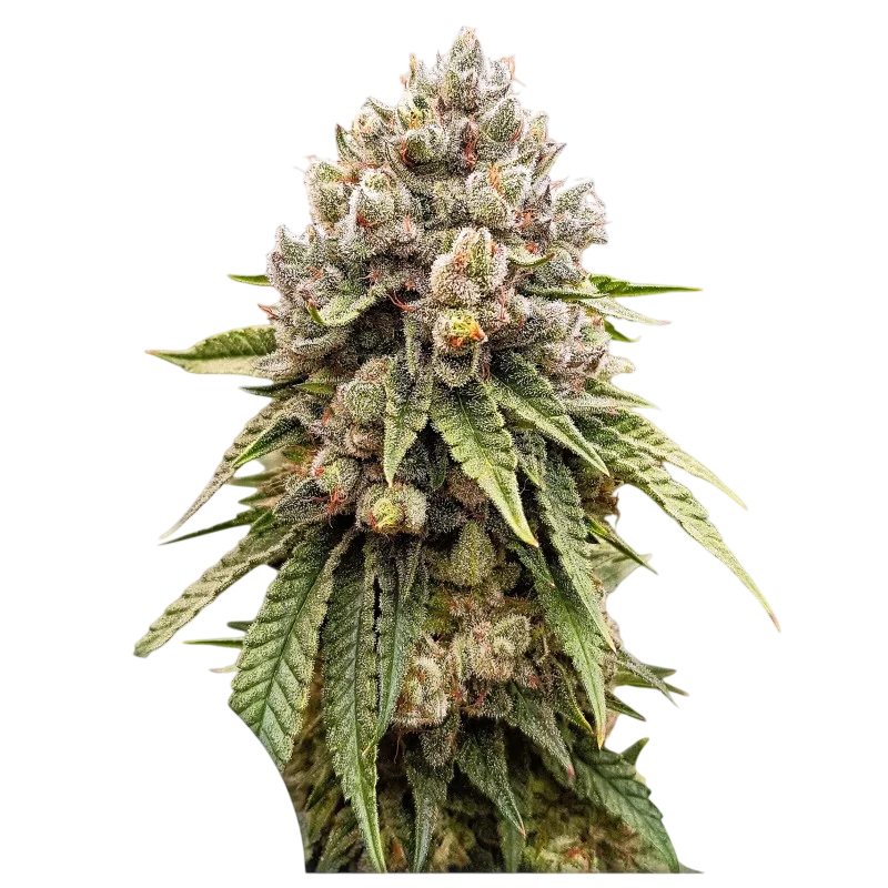 Ice Cream Haze | PHOTOREG | Dutch Passion