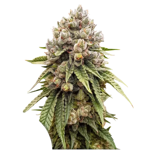 Ice Cream Haze