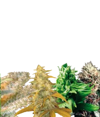 Indica Collection | PHOTOFEM | World of Seeds