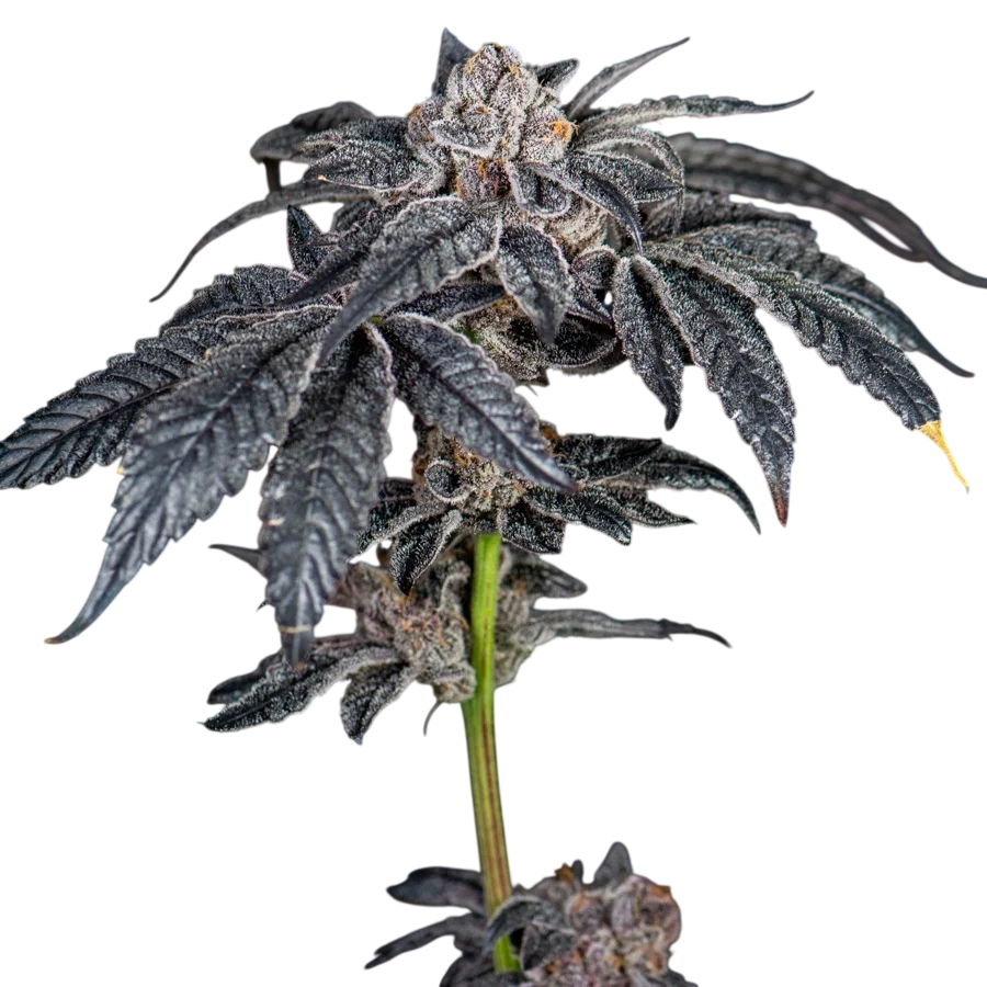 Inked Up Cherries | PHOTOFEM | Elev8 Seeds