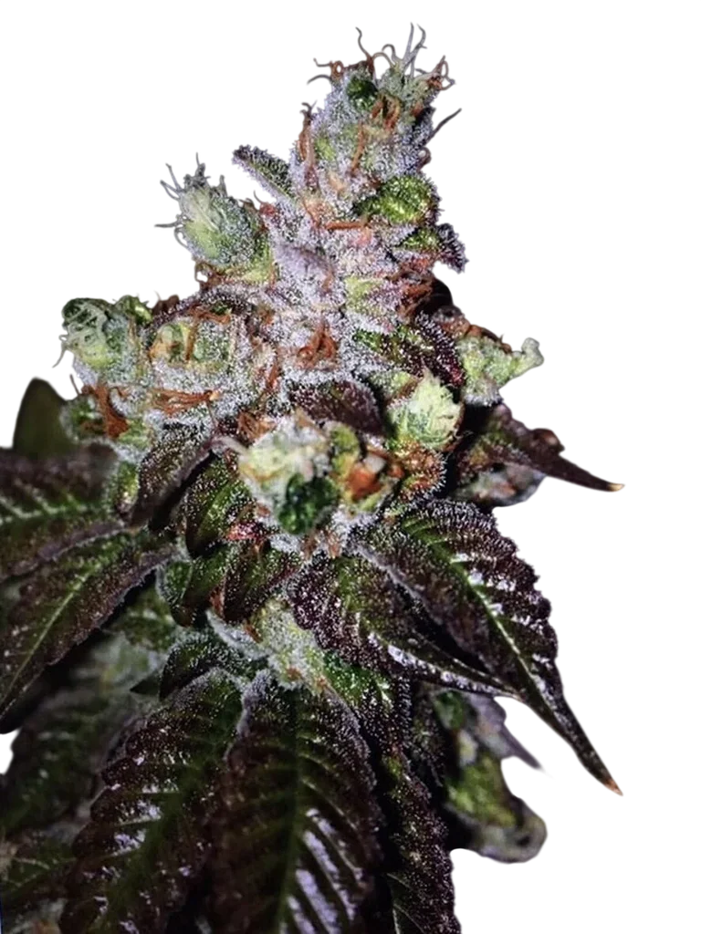 Island Punch Auto | AUTOFEM | Cali Connection