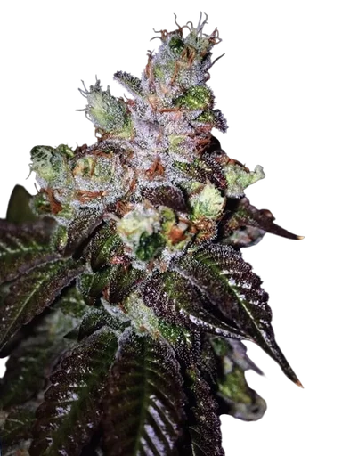 Island Punch Auto