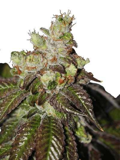 Island Punch | PHOTOFEM | Cali Connection
