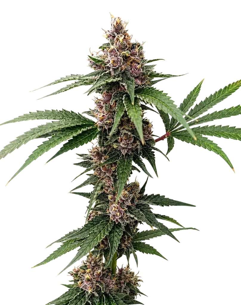Island Punch | PHOTOFEM | Cali Connection