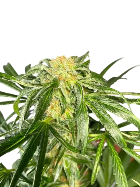 Jack Herer Auto | AUTOFEM | Tiger One Bulk