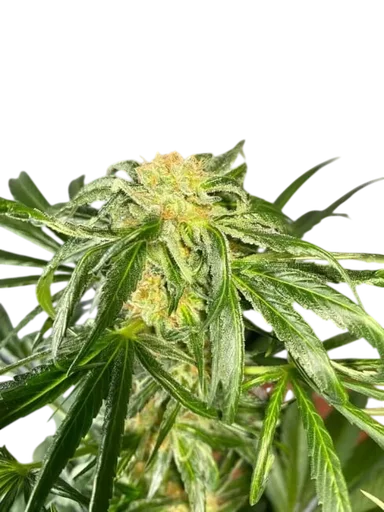Jack Herer Auto