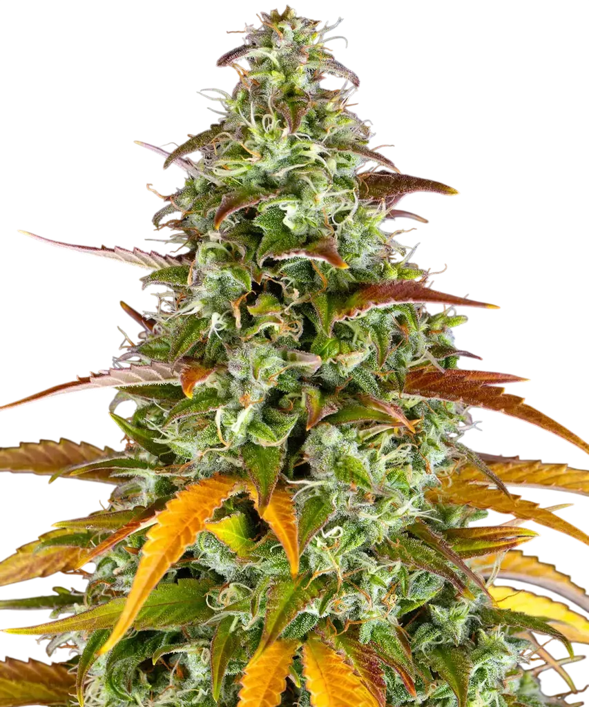 Watermelon Zkittlez Auto | AUTOFEM | Barneys Farm