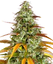 Watermelon Zkittlez Auto | AUTOFEM | Barneys Farm