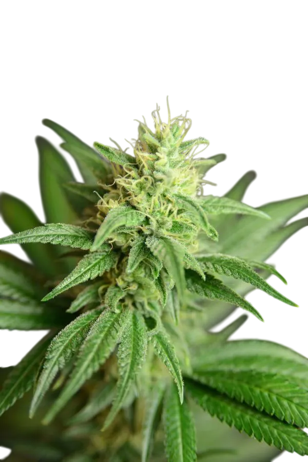 Jean Guy CBD | PHOTOFEM | House of the Great Gardener