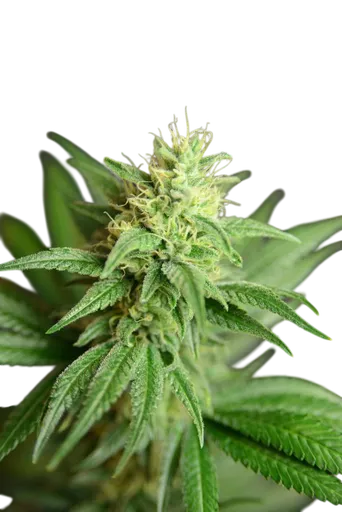 Jean Guy CBD
