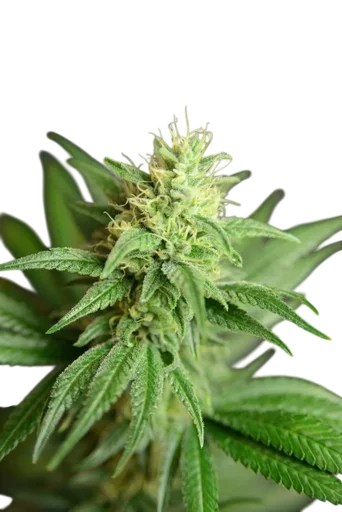 Jean Guy CBD