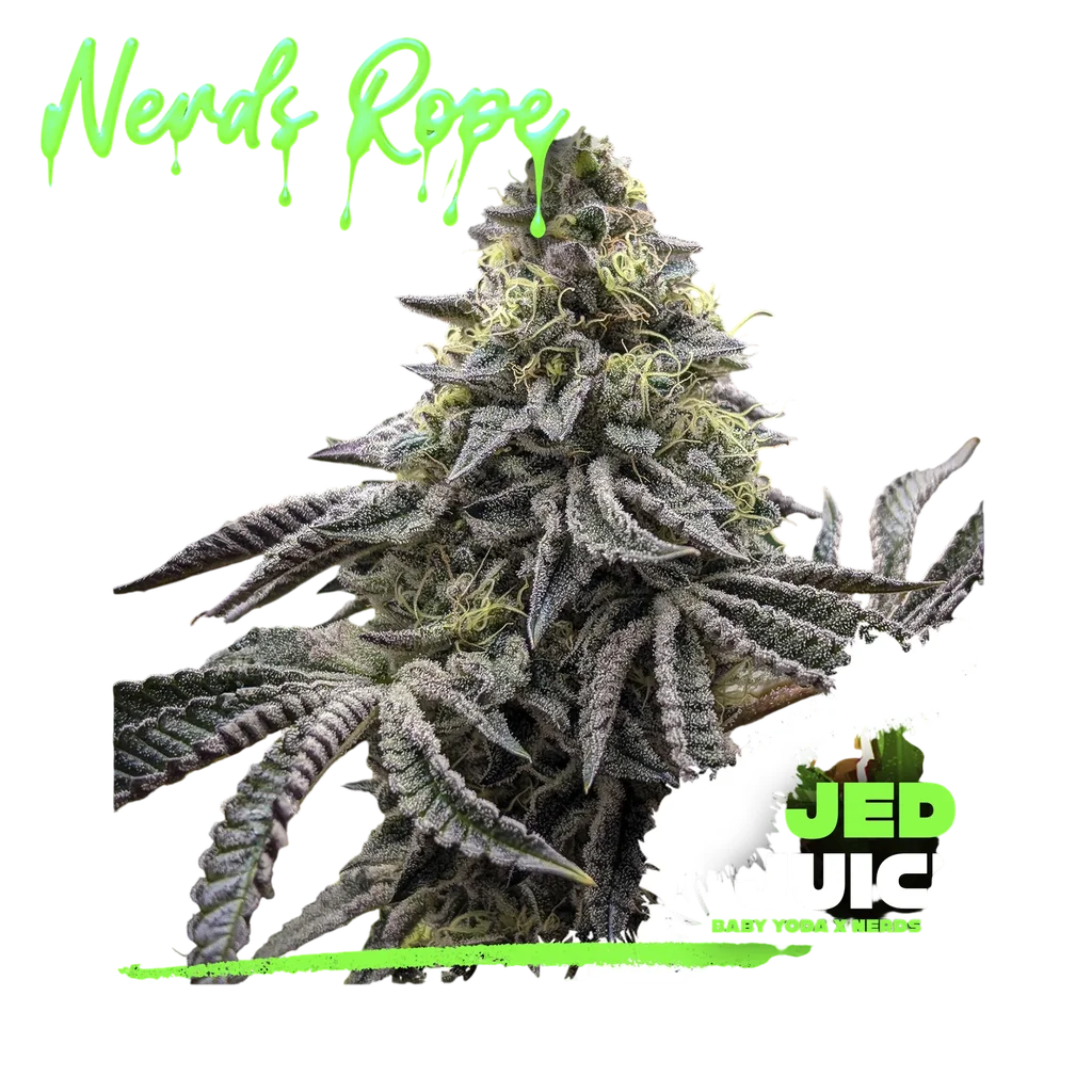 Jedi Juice | PHOTOFEM | Elev8 Seeds