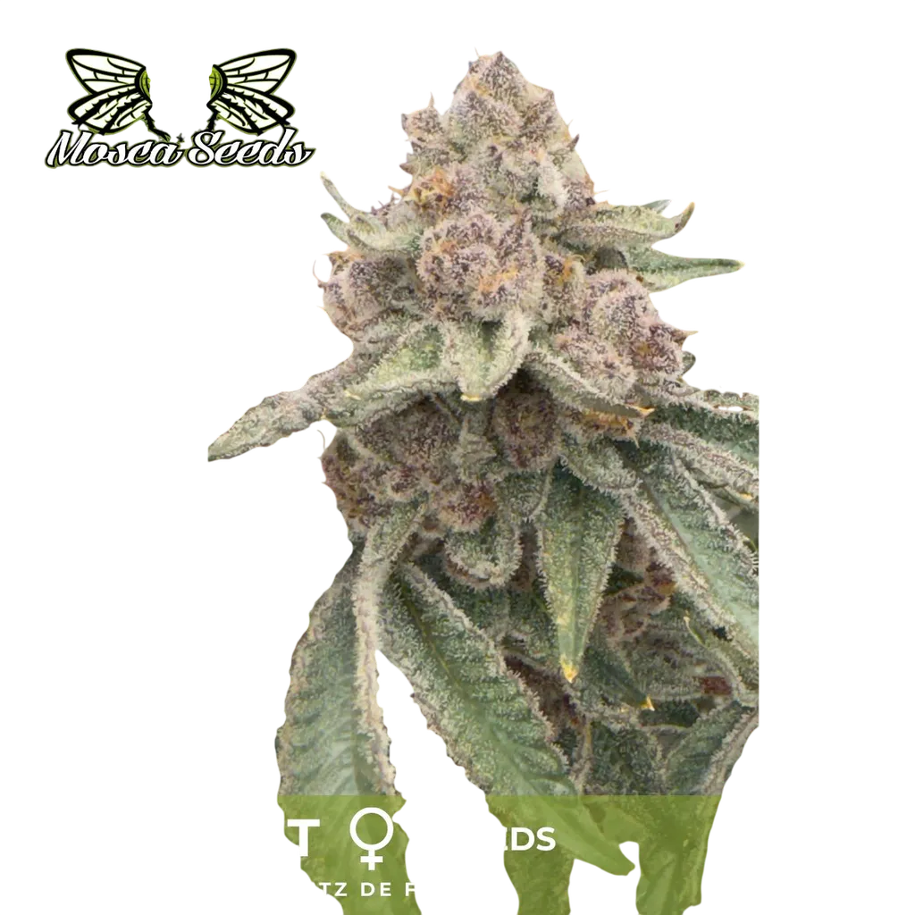 Jellycat | PHOTOFEM | Mosca Seeds