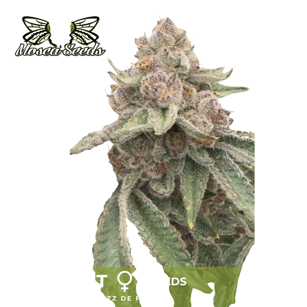 Jellycat | PHOTOFEM | Mosca Seeds