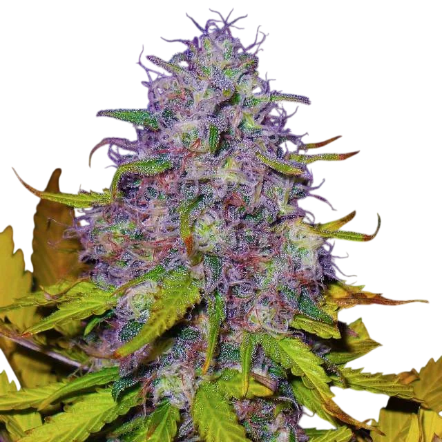 Jock Horror | PHOTOFEM | Nirvana Seeds