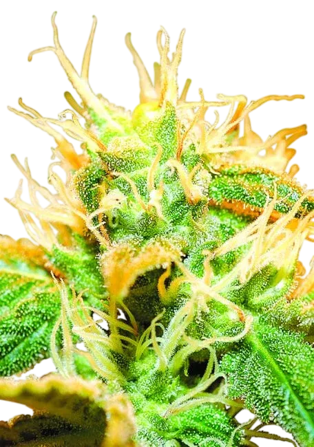 Jock Horror | PHOTOREG | Nirvana Seeds