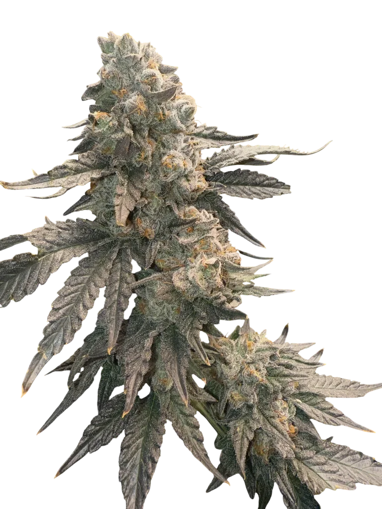Johnny 4 Scoops | PHOTOFEM | Elev8 Seeds