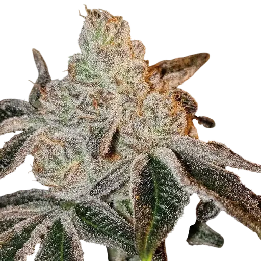 Johnny Dang R1 | PHOTOFEM | Ethos Genetics