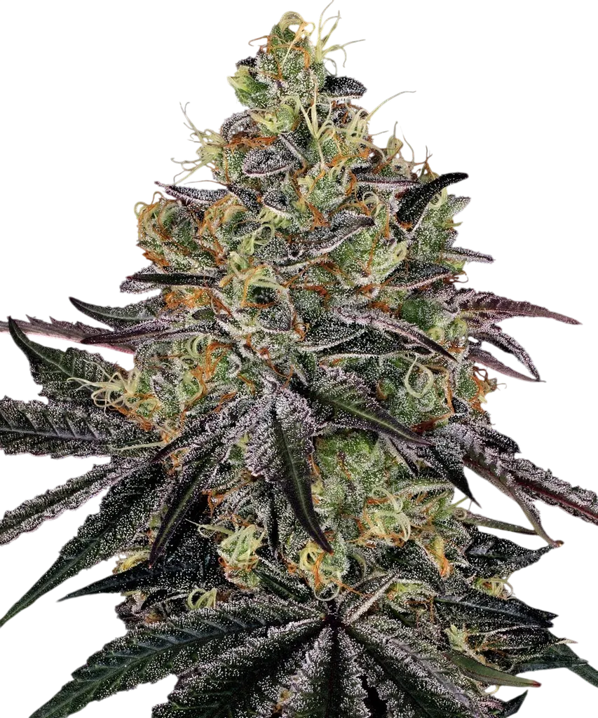 Watermelon Zkittlez | PHOTOFEM | Barneys Farm
