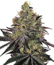 Watermelon Zkittlez | PHOTOFEM | Barneys Farm