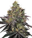 Watermelon Zkittlez | PHOTOFEM | Barneys Farm